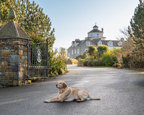 Twr y Felin Hotel Welcomes New Dog-Friendly Rooms